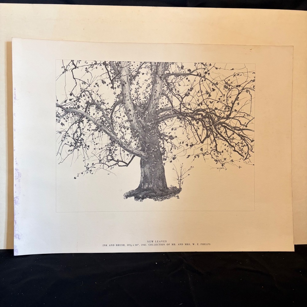 Vintage New Leaves Tree Lithograph Print Ink Brush 1941 W.E. Phelps Collection